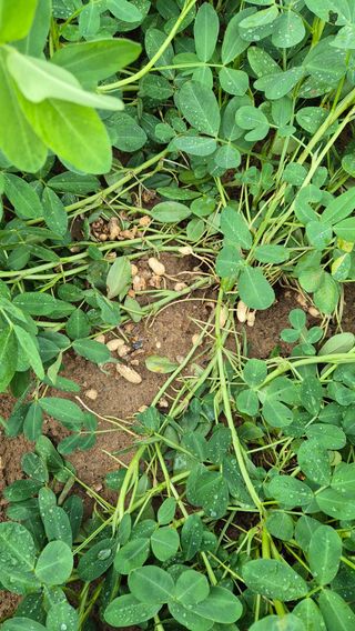 모산소나무님의 콩 · 영농일지 작성글 사진