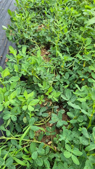 모산소나무님의 콩 · 영농일지 작성글 사진