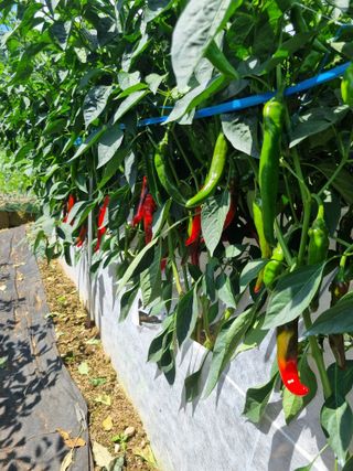 김영일님의 고추 · 영농일지 작성글 사진