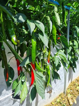 김영일님의 고추 · 영농일지 작성글 사진