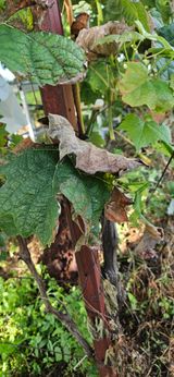 팜모닝 포도·병해충상담 게시글 이미지