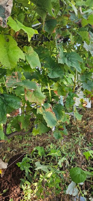 박세인님의 포도 · 병해충상담 작성글 사진