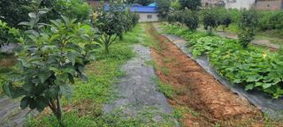 해균님의 감 · 영농일지 작성글 사진