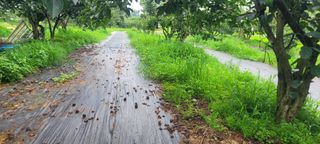 해균님의 감 · 영농일지 작성글 사진