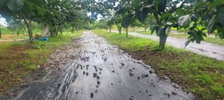 해균님의 감 · 영농일지 작성글 사진