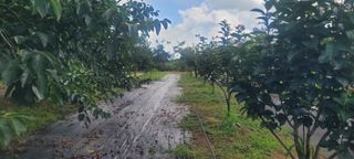 해균님의 감 · 영농일지 작성글 사진