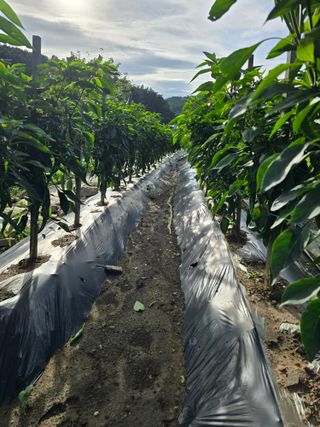 藝園님의 고추 · 병해충상담 작성글 사진