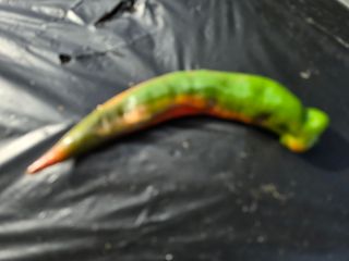 藝園님의 고추 · 병해충상담 작성글 사진