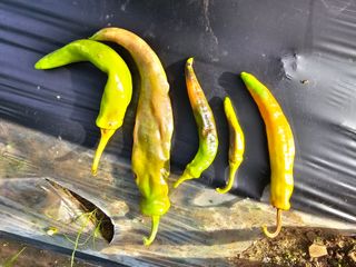 藝園님의 고추 · 병해충상담 작성글 사진