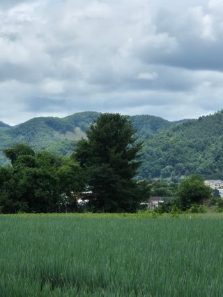 곽희원님의 파 · 영농일지 작성글 사진