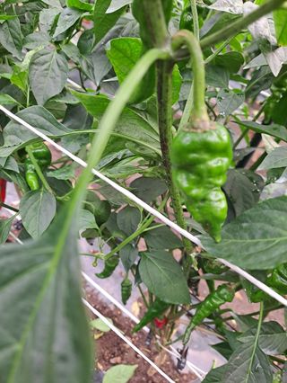 흑뽈락님의 고추 · 지주설치•유인•성장 작성글 사진