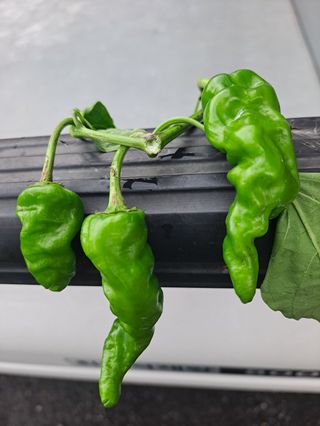 흑뽈락님의 고추 · 지주설치•유인•성장 작성글 사진