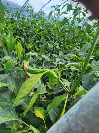 유서현님의 고추 · 영농일지 작성글 사진