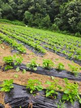 팜모닝 들깨·영농일지 게시글 이미지