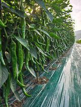 팜모닝 고추·영농일지 게시글 이미지