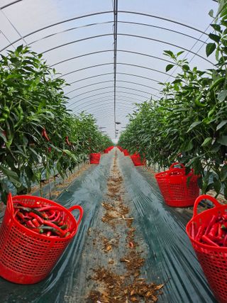 방준석님의 고추 · 영농일지 작성글 사진