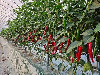 방준석님의 고추 · 영농일지 작성글 사진