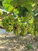 팜모닝 포도·영농일지 게시글 이미지