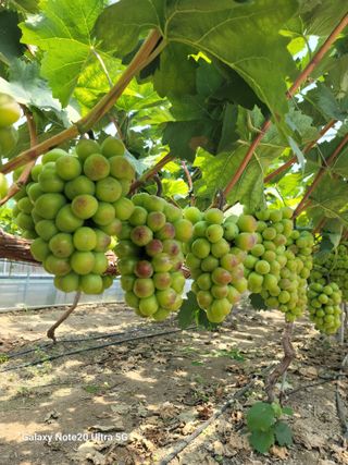 김주배님의 포도 · 영농일지 작성글 사진