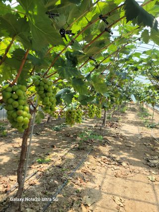 김주배님의 포도 · 영농일지 작성글 사진