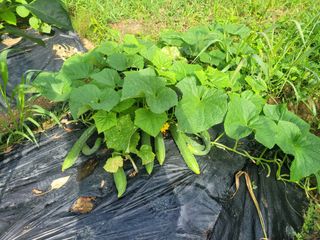 동읍새날농장님의 오이 · 영농일지 작성글 사진