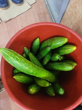 동읍새날농장님의 오이 · 영농일지 작성글 사진