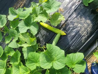 동읍새날농장님의 오이 · 영농일지 작성글 사진