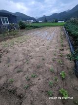 팜모닝 들깨·영농일지 게시글 이미지