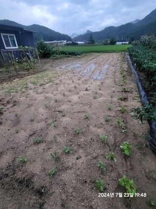 강정아님의 들깨 · 영농일지 작성글 사진