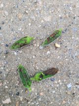 팜모닝 참깨·병해충상담 게시글 이미지