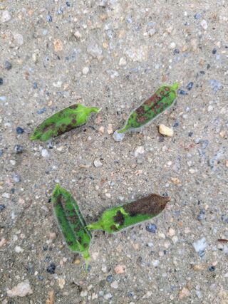 이상열님의 참깨 · 병해충상담 작성글 사진