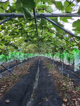 팜모닝 자유주제·자유게시판 게시글 이미지