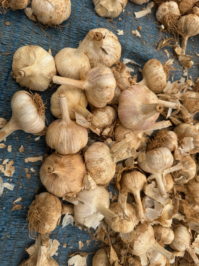 장터 상품 [홍산마늘 1접 ] 썸네일