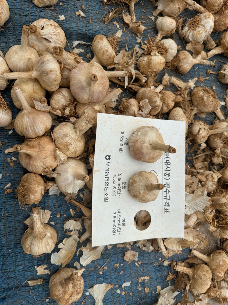 중근님님의 장터 판매 상품 [홍산마늘 1접 ] 첨부 사진