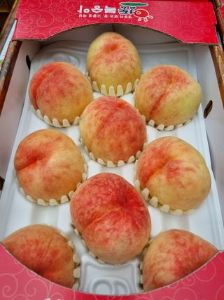 복숭아님의 복숭아 · 영농일지 작성글 사진