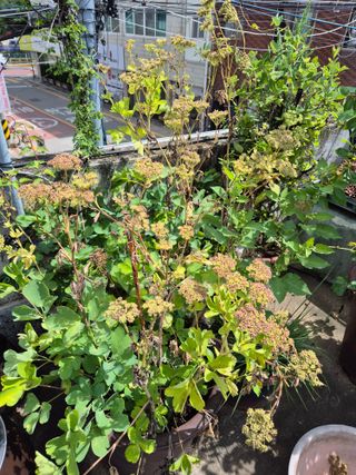 왕대추님의 🌧️7월 내 작물 자랑하기 · 참여글 작성글 사진