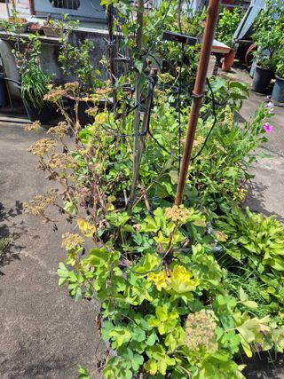 왕대추님의 🌧️7월 내 작물 자랑하기 · 참여글 작성글 사진