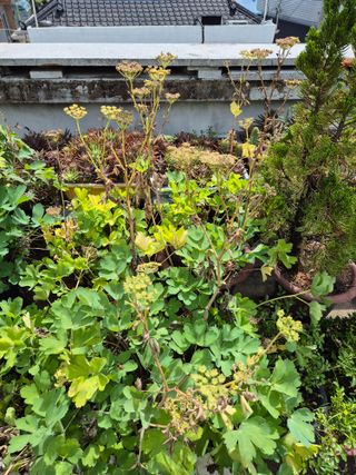 왕대추님의 🌧️7월 내 작물 자랑하기 · 참여글 작성글 사진