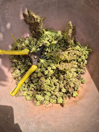 왕대추님의 🌧️7월 내 작물 자랑하기 · 참여글 작성글 사진