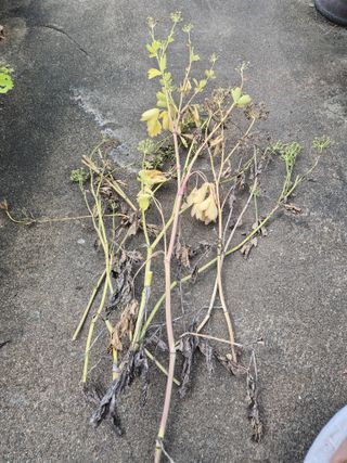 왕대추님의 🌧️7월 내 작물 자랑하기 · 참여글 작성글 사진