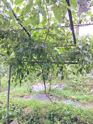 알 수 없음님의 기타작물 · 영농일지 작성글 사진