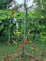 팜모닝 자유주제·자유게시판 게시글 이미지