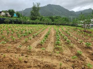 방태산용님의 🌧️7월 내 작물 자랑하기 · 참여글 작성글 사진