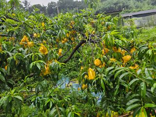 이신님의 🌧️7월 내 작물 자랑하기 · 참여글 작성글 사진