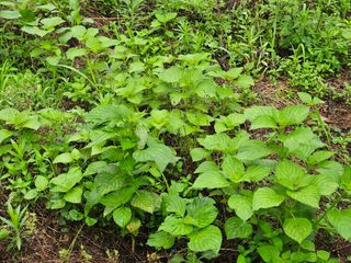 이신님의 🌧️7월 내 작물 자랑하기 · 참여글 작성글 사진