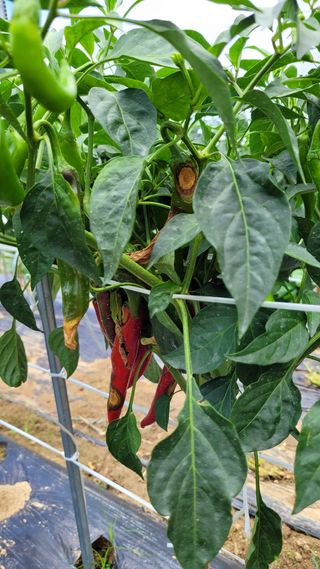 선영~~님의 자유주제 · 자유게시판 작성글 사진