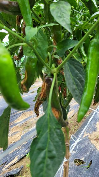 선영~~님의 자유주제 · 자유게시판 작성글 사진