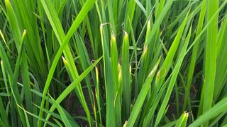 신철남님의 벼 · 자유게시판 작성글 사진