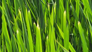 신철남님의 벼 · 자유게시판 작성글 사진