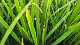 신철남님의 벼 · 자유게시판 작성글 사진